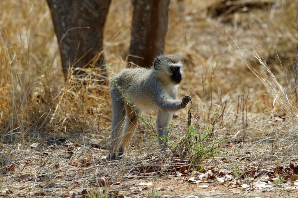 08 - Kruger NP (64)-Singe Vervet.jpg